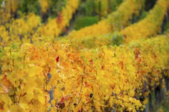 Colourful vine leaves, vine leaves in autumn, after the grape grape harvest, harvest, in a vineyard