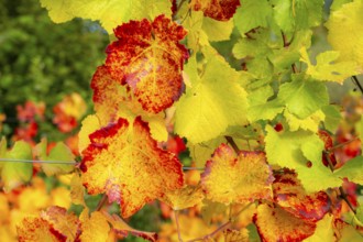 Colourful vine leaves, vine leaves in autumn, after the grape grape harvest, harvest, in a vineyard