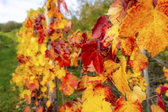 Colourful vine leaves, vine leaves in autumn, after the grape grape harvest, harvest, in a vineyard