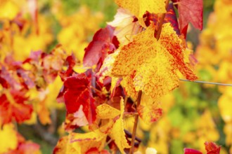 Colourful vine leaves, vine leaves in autumn, after the grape grape harvest, harvest, in a vineyard