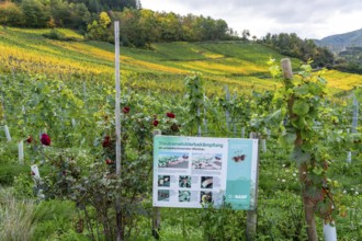 Environmentally friendly viticulture in a vineyard near Mayschoß, Mittelahr region, grape winder