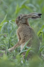 European brown hare (Lepus europaeus) adult animal washing its face in a farmland maize field in