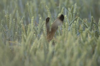 European brown hare (Lepus europaeus) adult animal hiding in a farmland wheat field in summer,