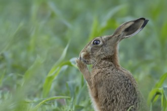 European brown hare (Lepus europaeus) adult animal washing its face in a farmland maize field in