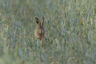 European brown hare (Lepus europaeus) juvenile baby leveret animal running in a farmland wheat