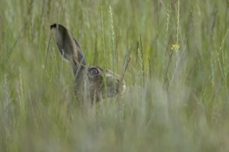 European brown hare (Lepus europaeus) adult animal in a farmland field in summer, England, United