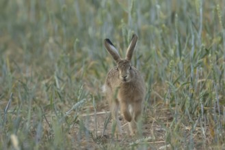 European brown hare (Lepus europaeus) juvenile baby leveret animal running in a farmland wheat