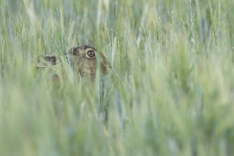 European brown hare (Lepus europaeus) adult animal in a farmland field in summer, England, United