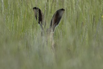 European brown hare (Lepus europaeus) adult animal in a farmland field in summer, England, United
