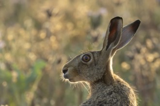 European brown hare (Lepus europaeus) adult animal head portrait, England, United Kingdom