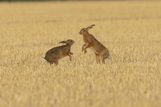 European brown hare (Lepus europaeus) two adult hares animals boxing in a farmland stubble field in