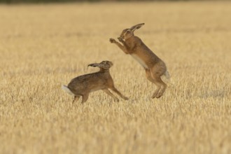 European brown hare (Lepus europaeus) two adult hares animals boxing in a farmland stubble field in