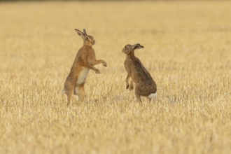 European brown hare (Lepus europaeus) two adult hares animals boxing in a farmland stubble field in