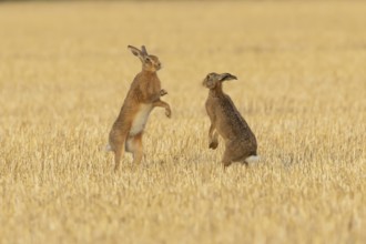 European brown hare (Lepus europaeus) two adult hares animals boxing in a farmland stubble field in