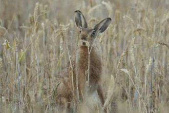 European brown hare (Lepus europaeus) adult animal feeding on a wheat sheath in a farmland field in