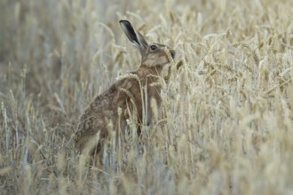 European brown hare (Lepus europaeus) adult animal feeding on a wheat sheath in a farmland field in