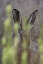European brown hare (Lepus europaeus) adult animal in a farmland field in summer, England, United