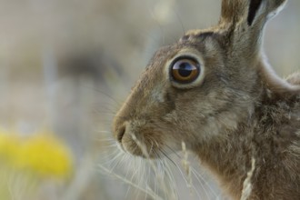 European brown hare (Lepus europaeus) adult animal in a farmland field in summer, England, United