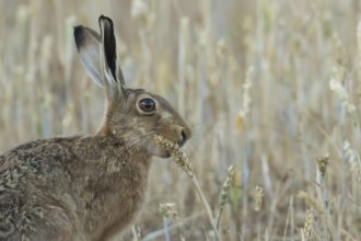 European brown hare (Lepus europaeus) adult animal feeding on a wheat sheath in a farmland field in