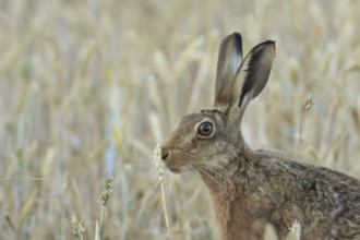 European brown hare (Lepus europaeus) adult animal feeding on a wheat sheath in a farmland field in
