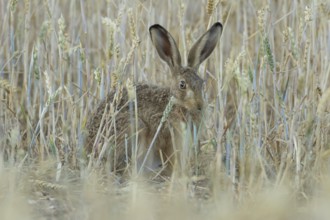 European brown hare (Lepus europaeus) adult animal feeding on a wheat sheath in a farmland field in
