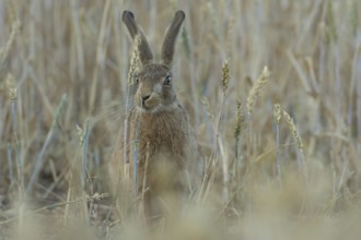 European brown hare (Lepus europaeus) adult animal feeding on a wheat sheath in a farmland field in