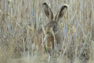 European brown hare (Lepus europaeus) adult animal feeding on a wheat sheath in a farmland field in