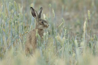 European brown hare (Lepus europaeus) adult animal in a farmland wheat field in summer, England,