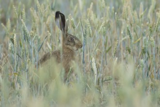 European brown hare (Lepus europaeus) adult animal feeding on a wheat sheath in a farmland field in