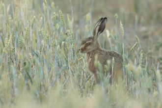 European brown hare (Lepus europaeus) adult animal in a farmland wheat field in summer, England,