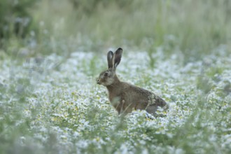European brown hare (Lepus europaeus) adult animal in a farmland field in summer filled with