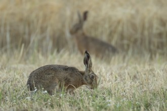 European brown hare (Lepus europaeus) adult animal in a farmland stubble field in summer, England,