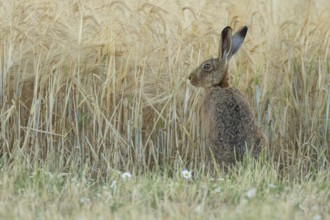 European brown hare (Lepus europaeus) adult animal in a farmland wheat field in summer, England,