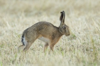 European brown hare (Lepus europaeus) adult animal stretching in a farmland stubble field in