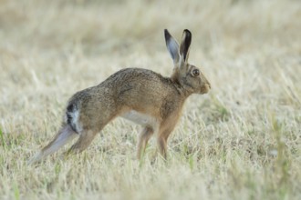 European brown hare (Lepus europaeus) adult animal stretching in a farmland stubble field in