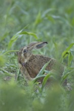European brown hare (Lepus europaeus) adult animal washing its foot in a farmland maize field in