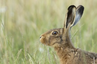 European brown hare (Lepus europaeus) adult animal in a farmland field in summer, England, United