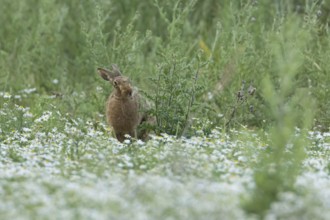European brown hare (Lepus europaeus) adult animal in a farmland field in summer filled with