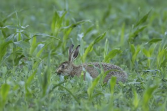 European brown hare (Lepus europaeus) juvenile baby leveret animal eating in a farmland maize field