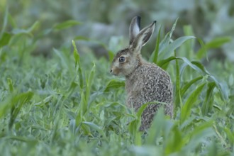 European brown hare (Lepus europaeus) juvenile baby leveret animal in a farmland maize field in