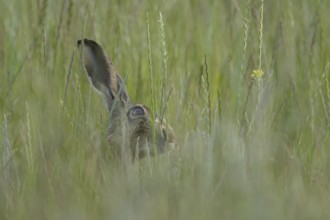 European brown hare (Lepus europaeus) adult animal in a farmland field in summer, England, United