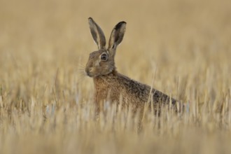European brown hare (Lepus europaeus) adult animal in a farmland stubble field in summer, England,
