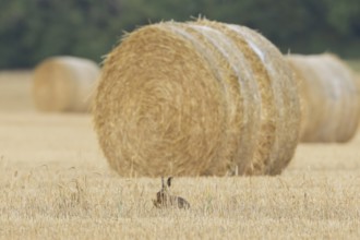 European brown hare (Lepus europaeus) adult animal washing itself in a farmland stubble field in