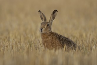 European brown hare (Lepus europaeus) adult animal in a farmland stubble field in summer, England,