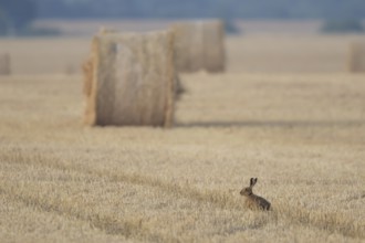 European brown hare (Lepus europaeus) adult animal in a farmland stubble field with straw bales in