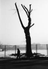 BIH, Bosnia, Sarajevo, 12.01.2006, Man passes a bare tree