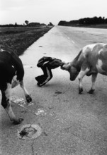 BIH, Bosnia, Tuzla, 17.07.2005, boy playing with cow