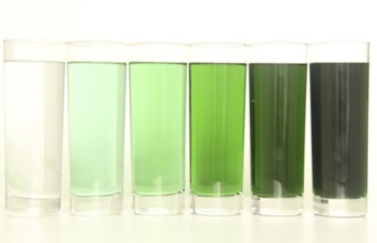 Five glasses of green liquid on white background, São Paulo, Brazil