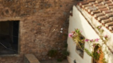Spider web with spider in front of a rustic house with bricks and flowers, Monemvasia, Monemvassia,