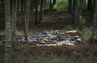 RWA Rwanda Nyamata Victims of the genocide lie in a wooded area not far from Nyamata south of the